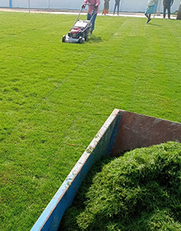 Lawn Grass Suppliers in Jharkhand, Odisha, Bihar, West Bengal