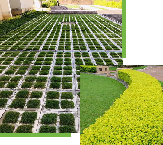 Selection Grass Suppliers in Jharkhand, Odisha, Bihar, West Bengal
