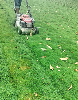 Lawn Grass Suppliers in Jharkhand, Odisha, Bihar, West Bengal
    