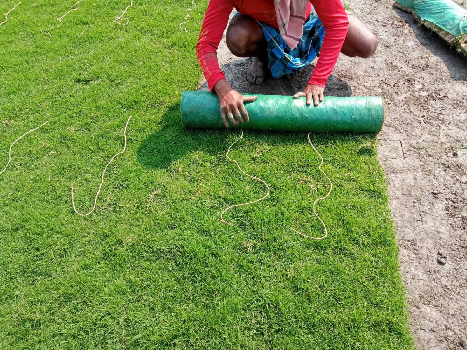 Burmuda Grass Suppliers in Jharkhand, Odisha, Bihar, West Bengal
                