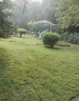 Blade Grass Suppliers in Jharkhand, Odisha, Bihar, West Bengal
    